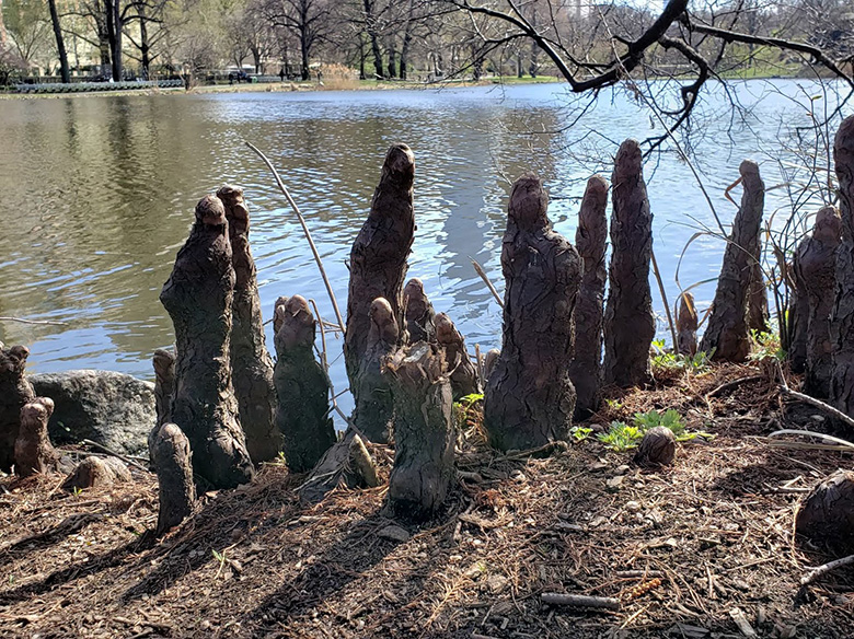 protrusions near the water edge