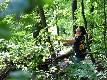 a volunteer tends to a tree in the forest