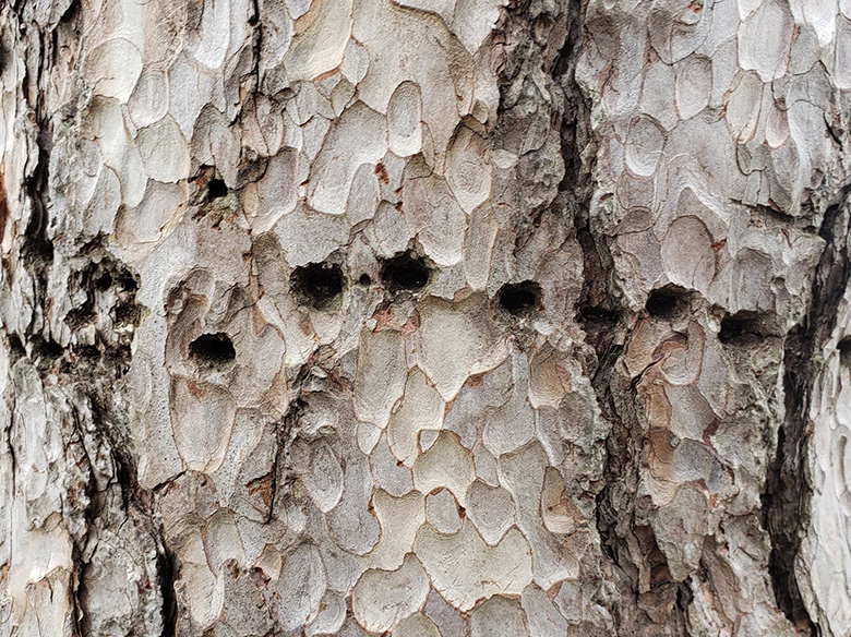 holes in the tree