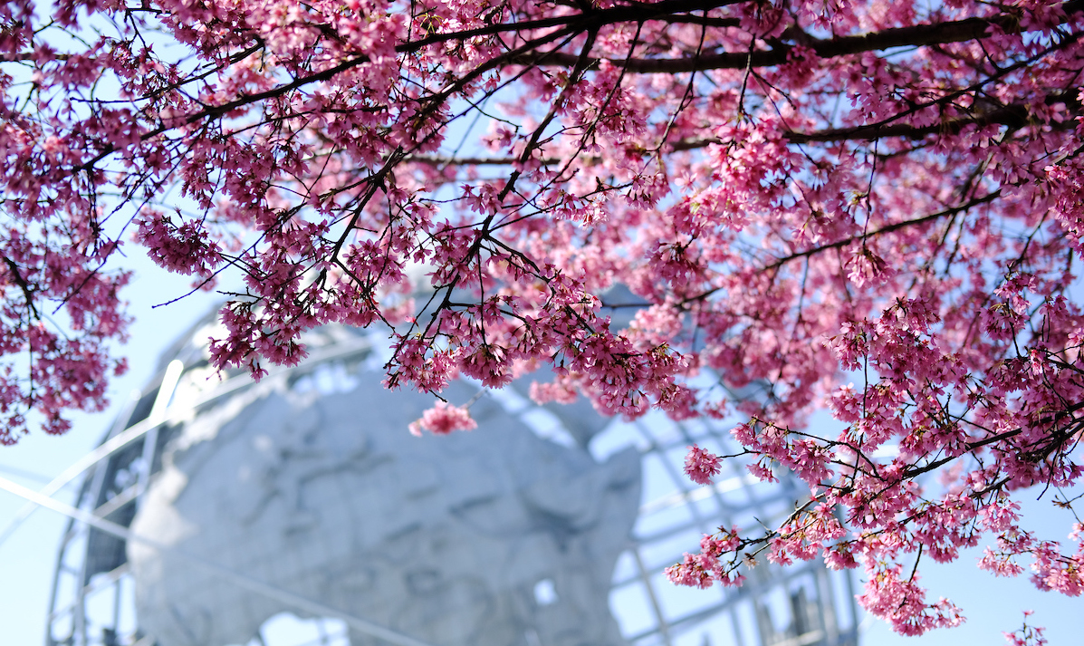 bright pink blossoms on a tree near a steel globe in the park