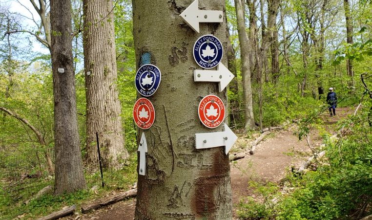 red and blue markers on a tree indicate the name of the path in the forest