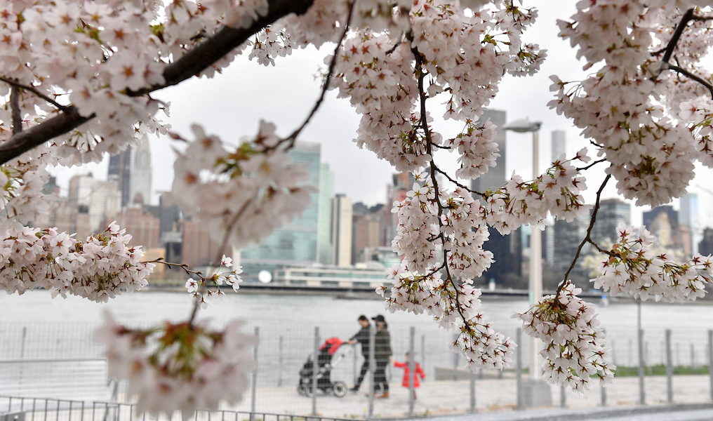 light pink flowers on a tree near the waterfront