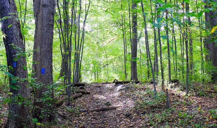 a trail winds through the woods