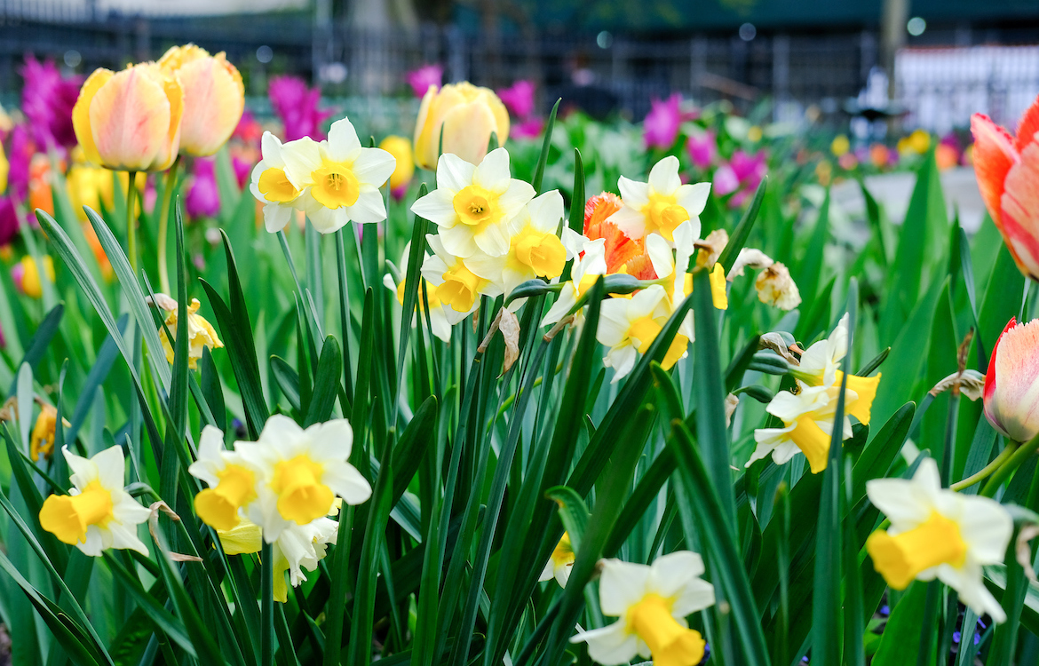 daffodils and tulips bloom in a garden bed in the park