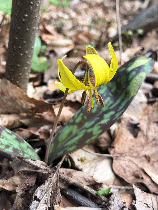 When and How to Plant Wildflower Seeds to Rewild Your Yard