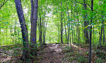 a path leads by a tree marked with a blue spot indicating that this is the blue trail