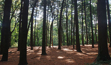 a towering stand of pine trees in the forest