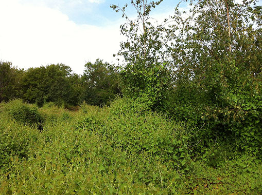 Mile-a-Minute, an invasive plant vine found in our forested areas.