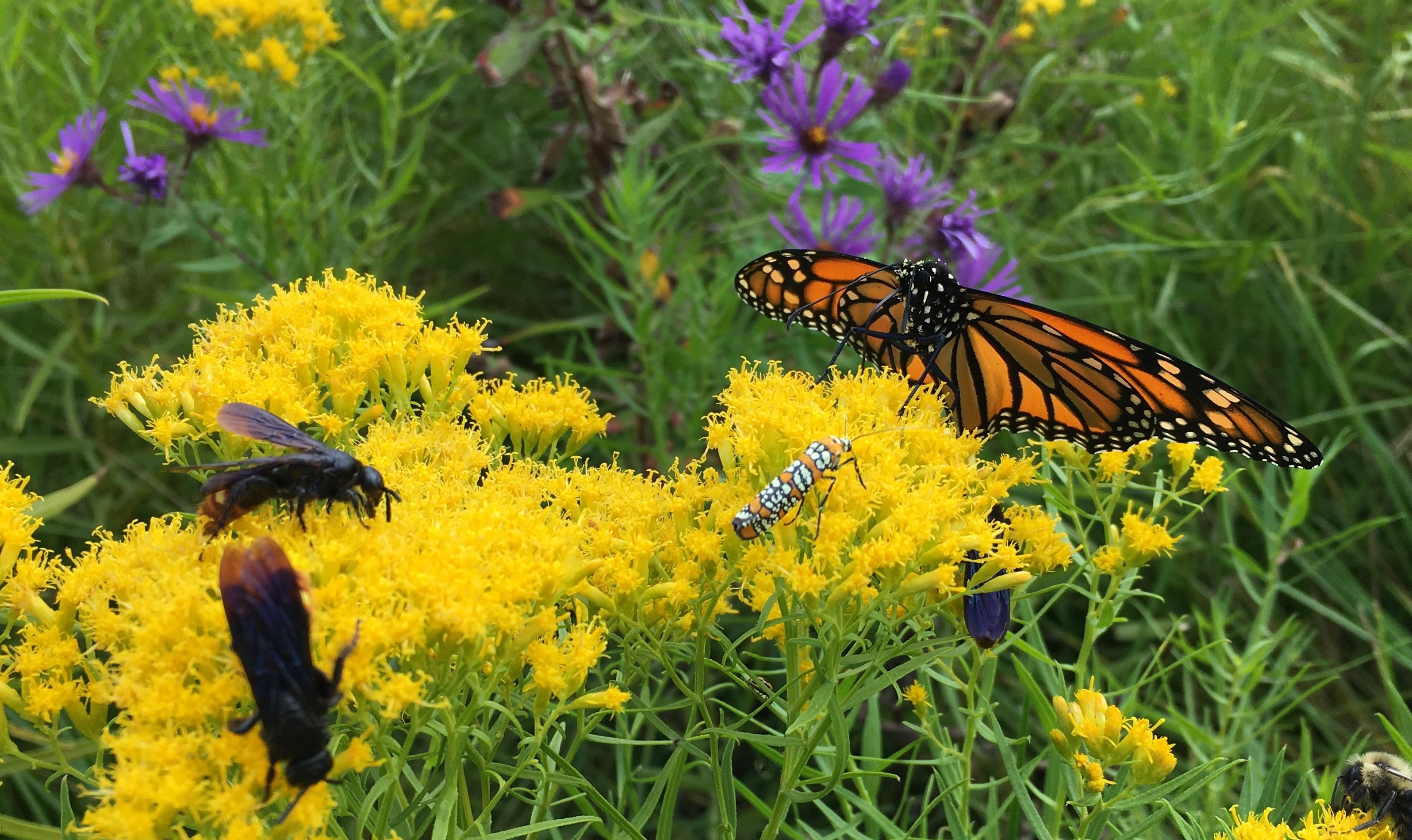 butterflies, bees, and other pollinators feast on flowers in a garden