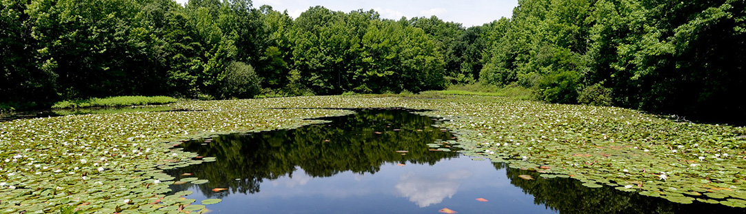 lily ponds cover the pond surrounded by trees