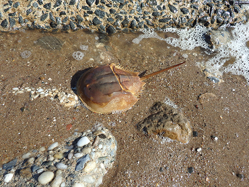 horseshoe crab