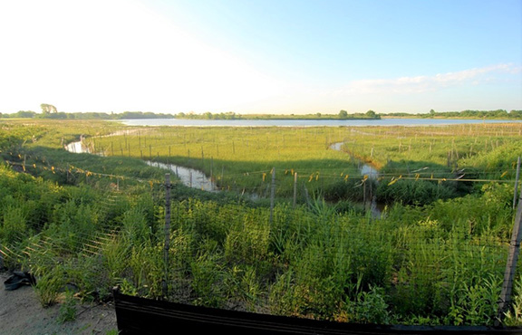 view of the salt marsh with lots of vegetation