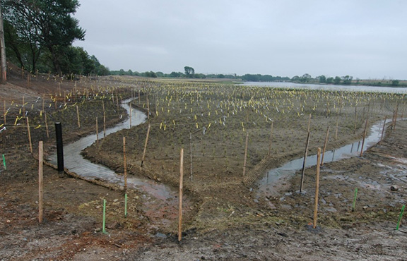 view of a salt marsh area in progress