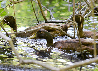 ducks in a pond