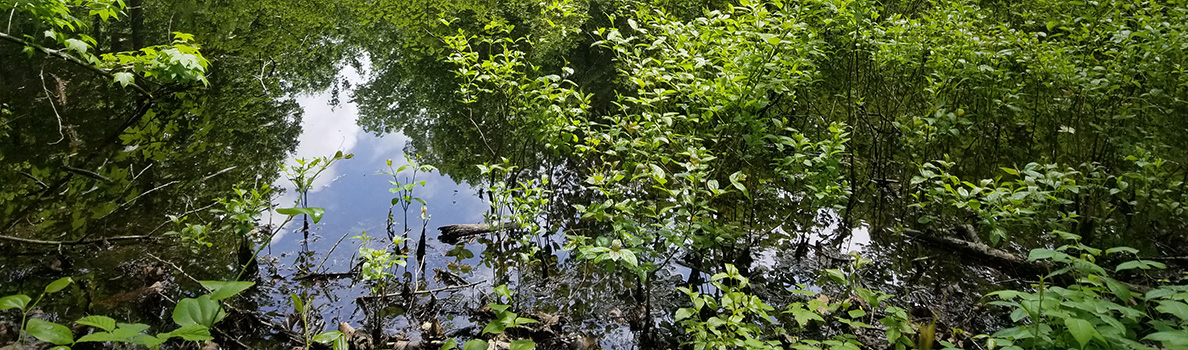 cunningham park hiking trails