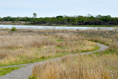 a trial winds through the salt marsh