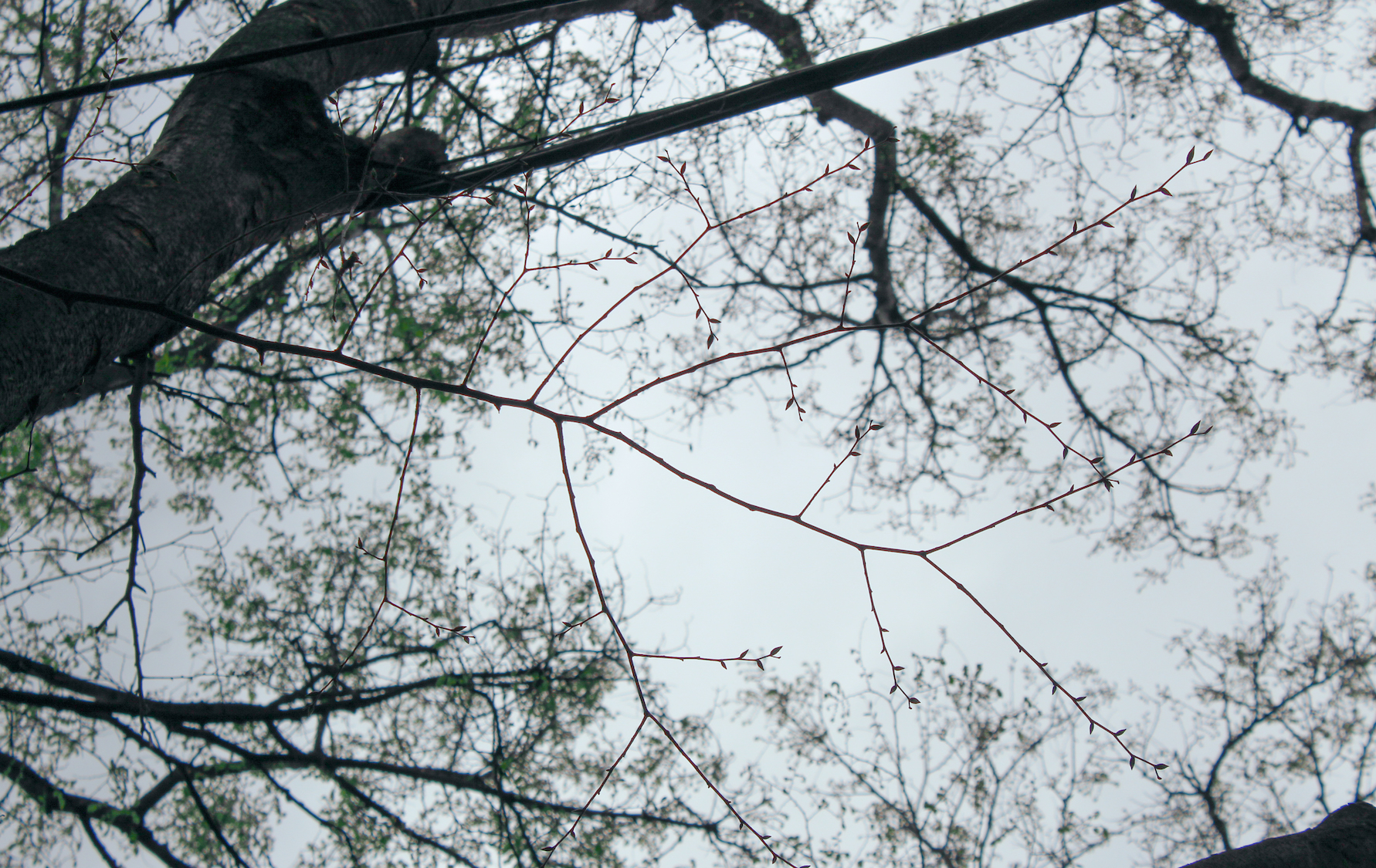 alternate branching on an American elm tree