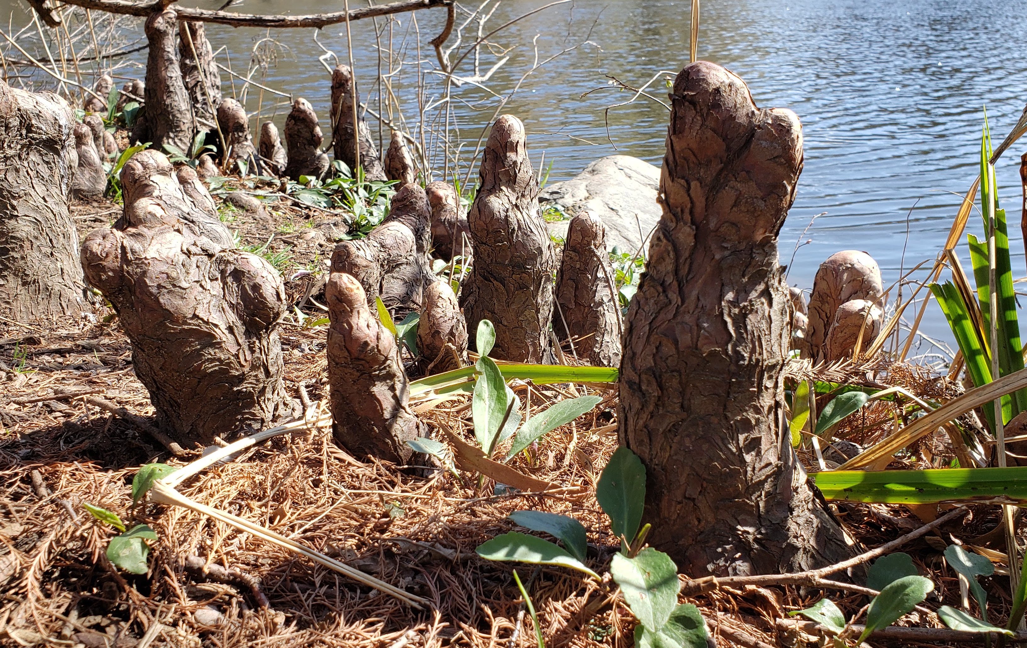 bald cypress knees