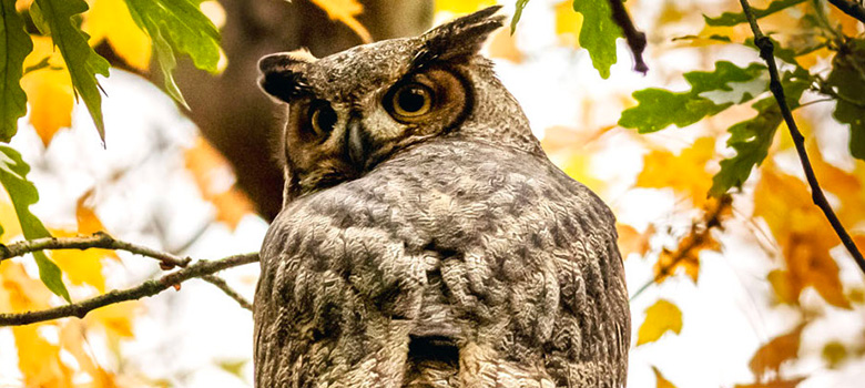 an owl in a tree looks around at the camera