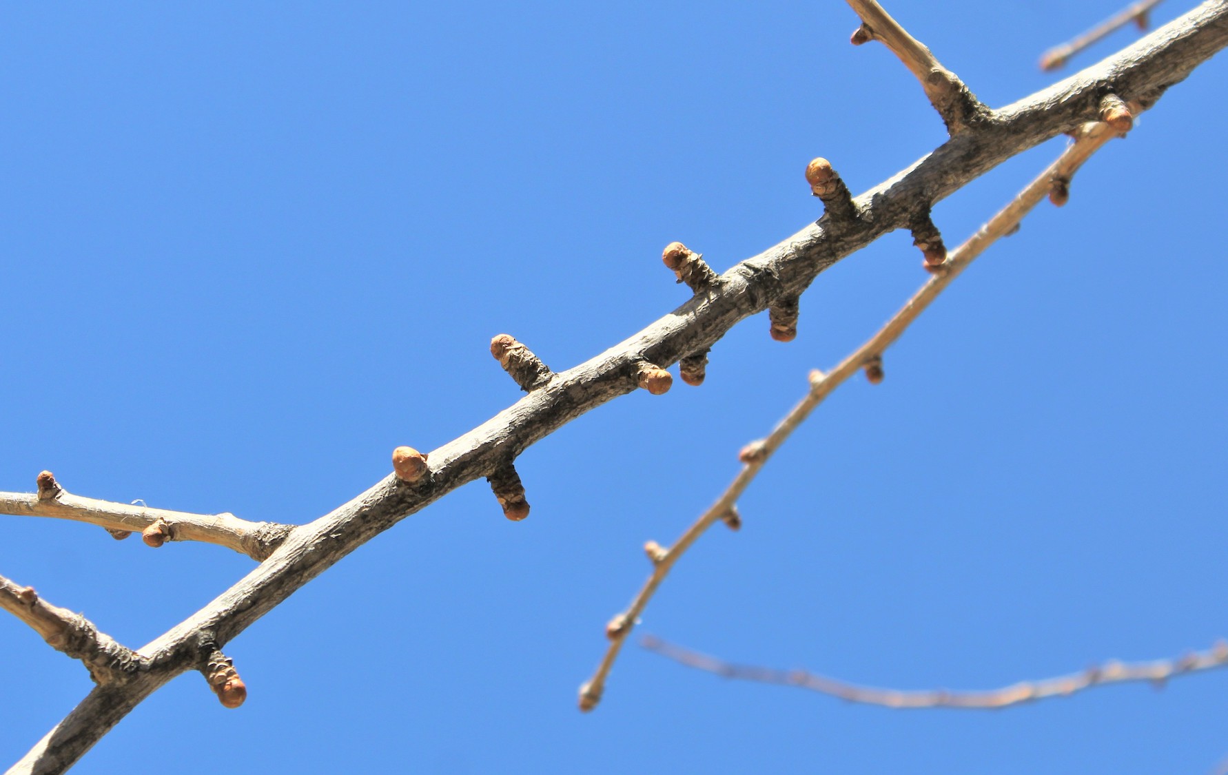 How to Identify Oak Trees By Twigs 