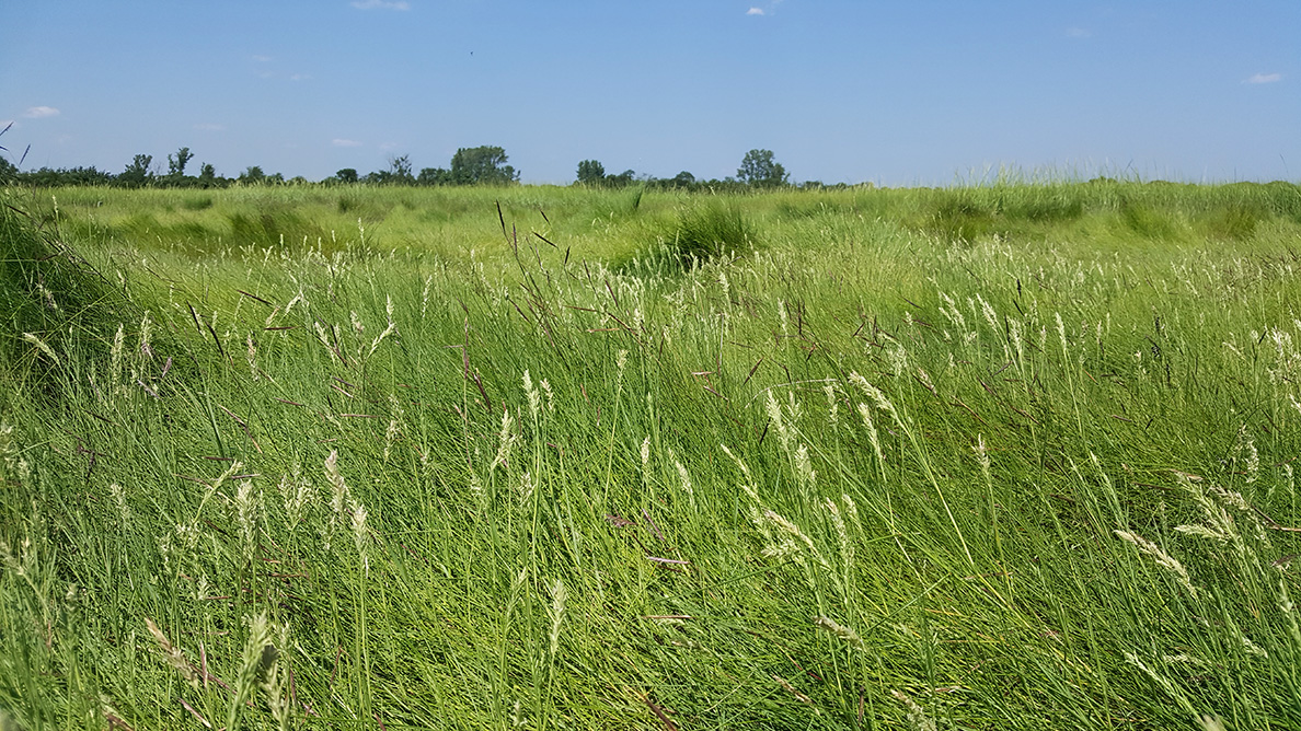 short grasses with white fluffs at the tips