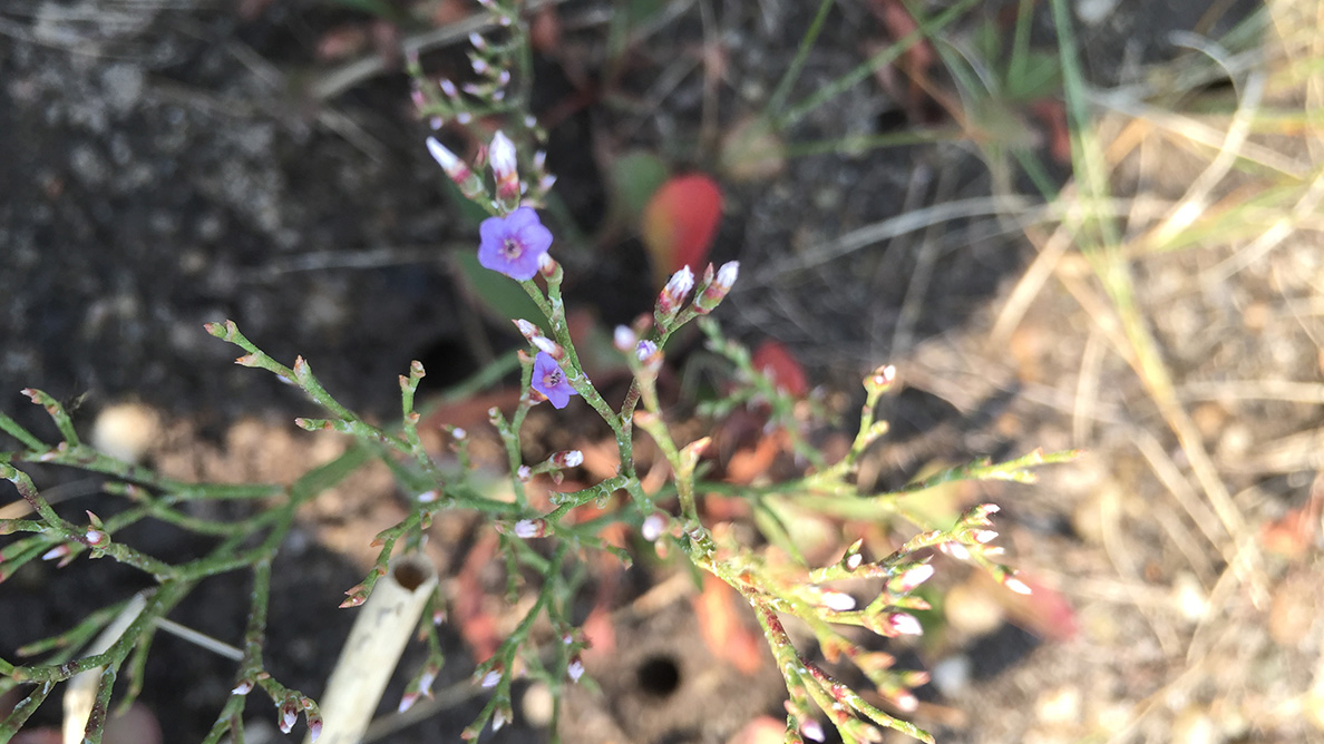 a lavender flower grows on a spiky like plant