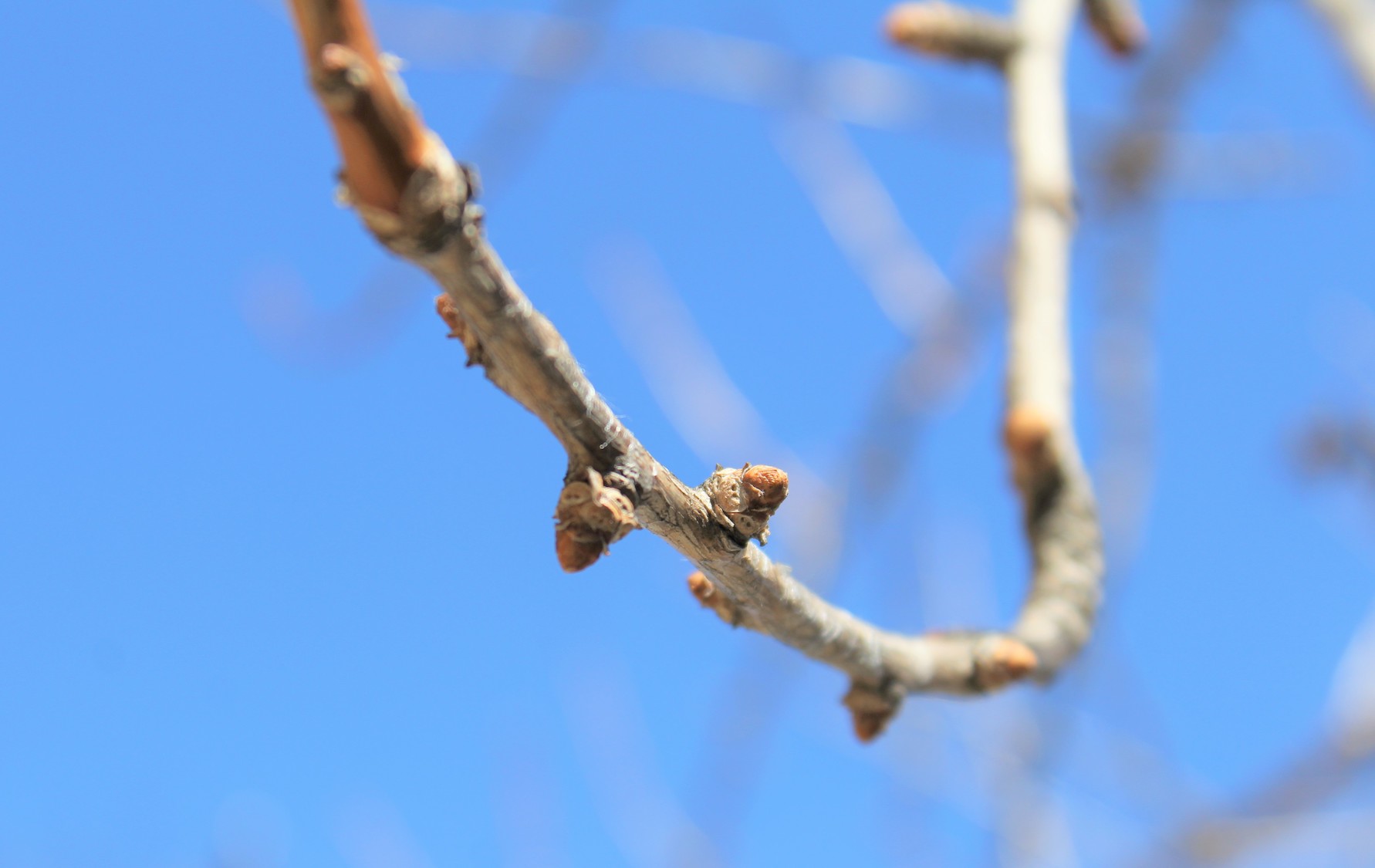 How to Identify Oak Trees By Twigs 