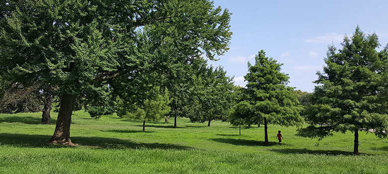 a child walks among the trees in the park