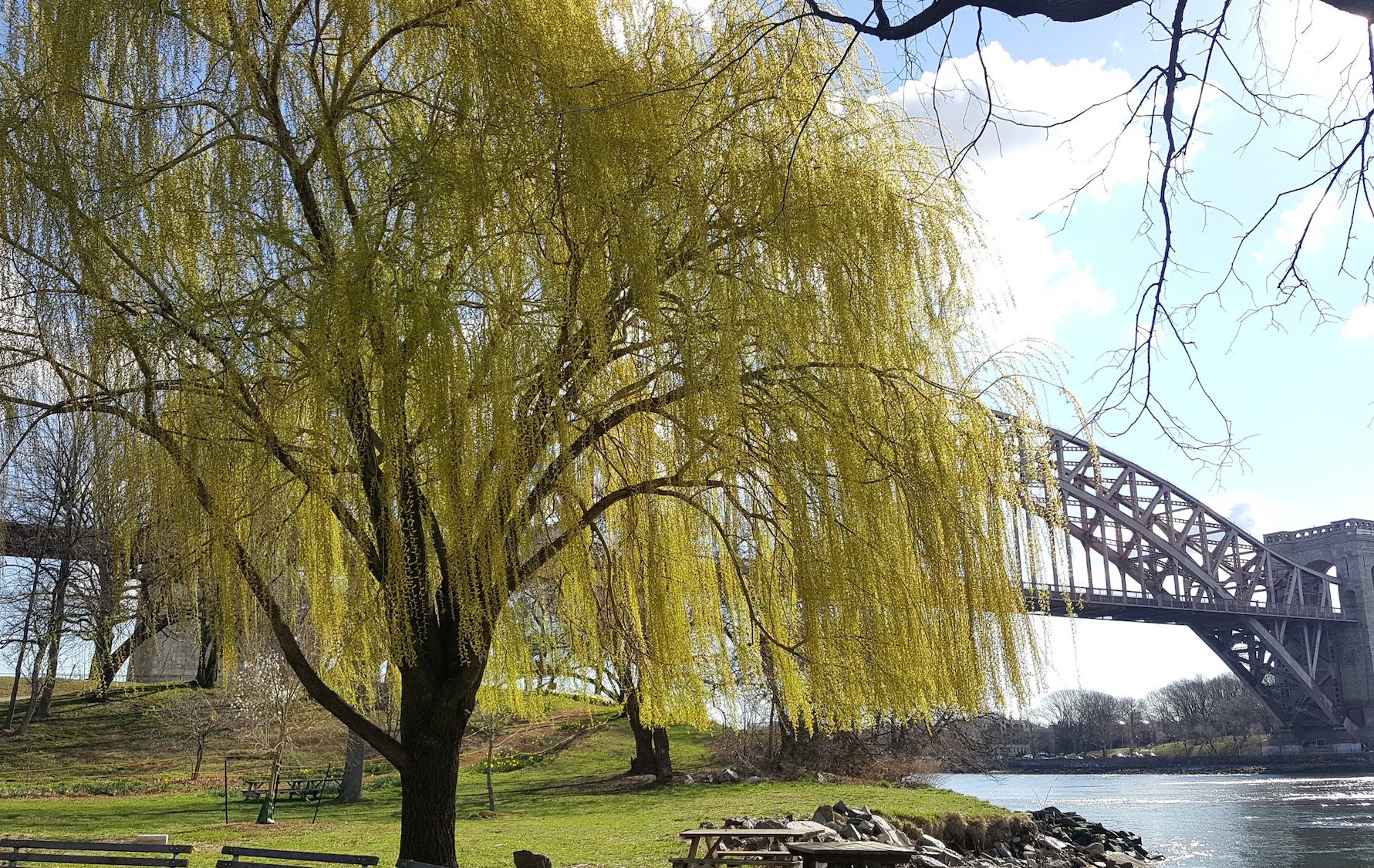 a willow tree by the river spanned by a bridge