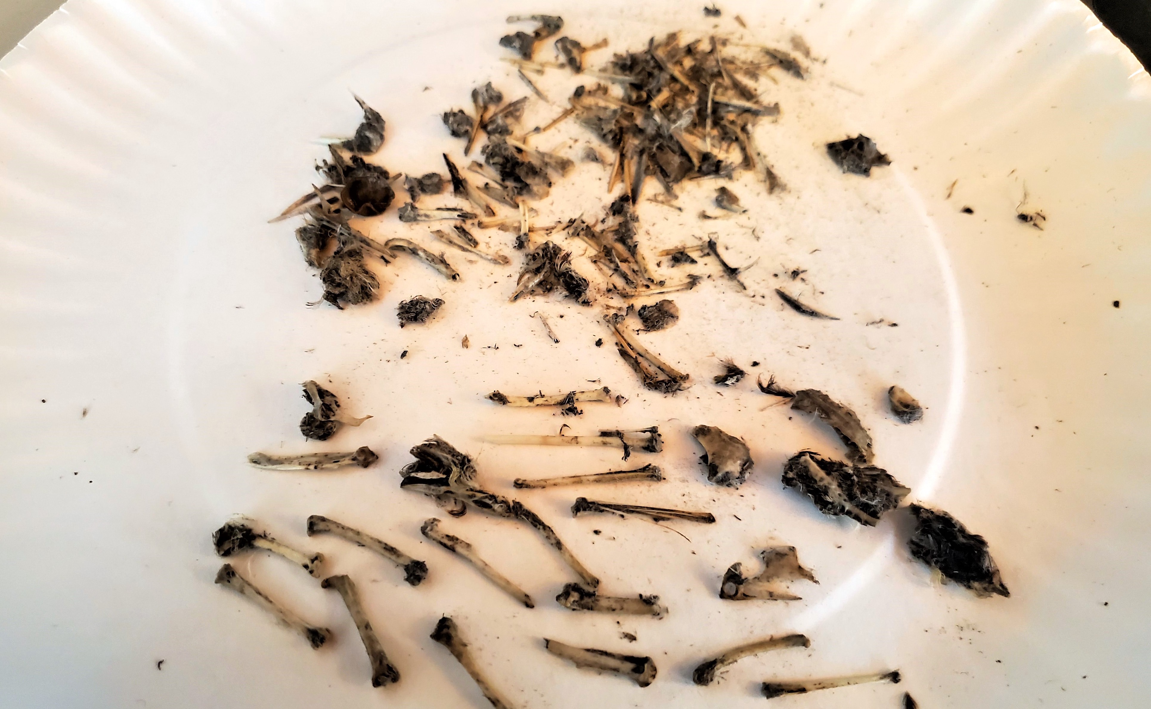 Exploring What Owls Eat: A Look Inside An Owl Pellet : NYC Parks