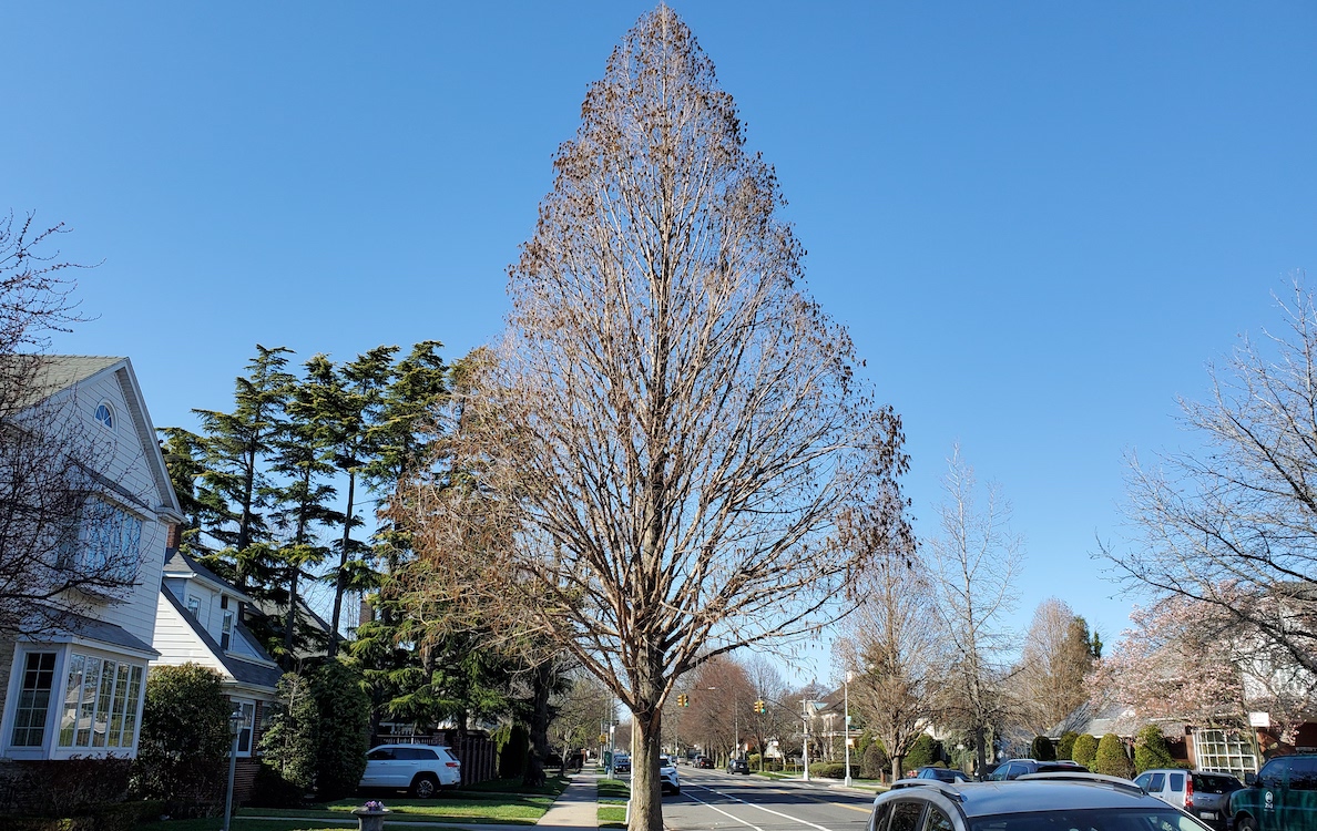 cone shaped trees