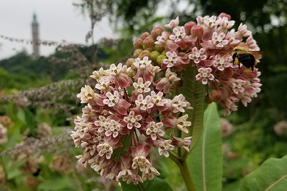 Pollinators: Bees, Butterflies, and Beyond