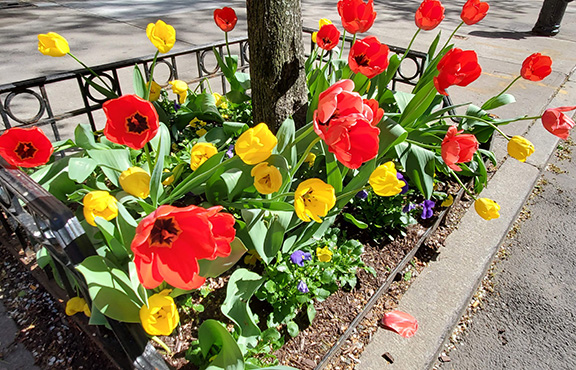 Tips for Supporting Pollinators in Your Garden