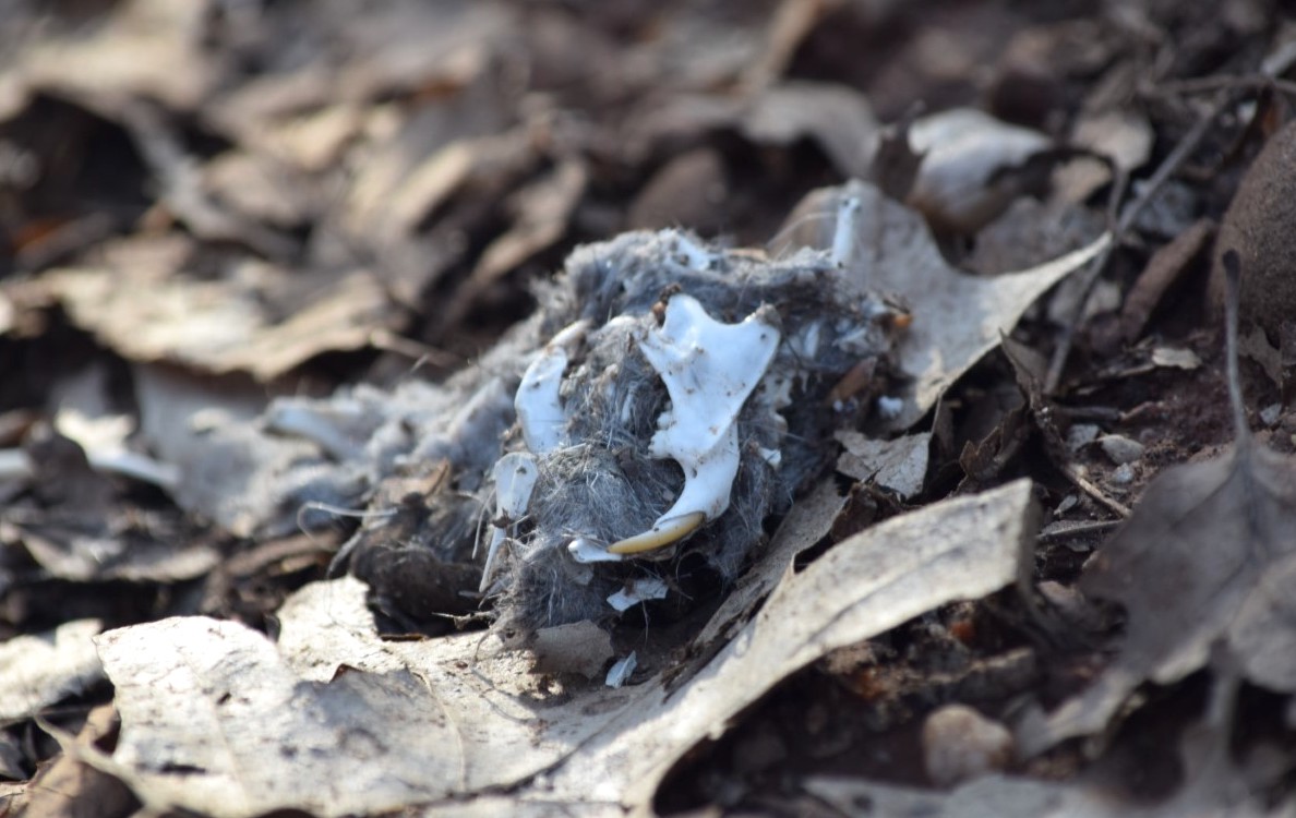 owl pellet of bones and feathers on the leaves on the forest floor