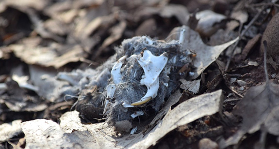 Exploring What Owls Eat: A Look Inside An Owl Pellet : NYC Parks