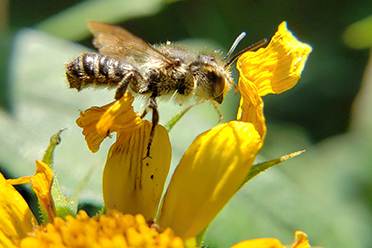 a bee sips nectar from a flower