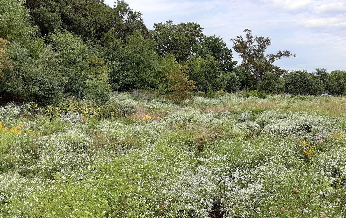 Removing Invasive Plants