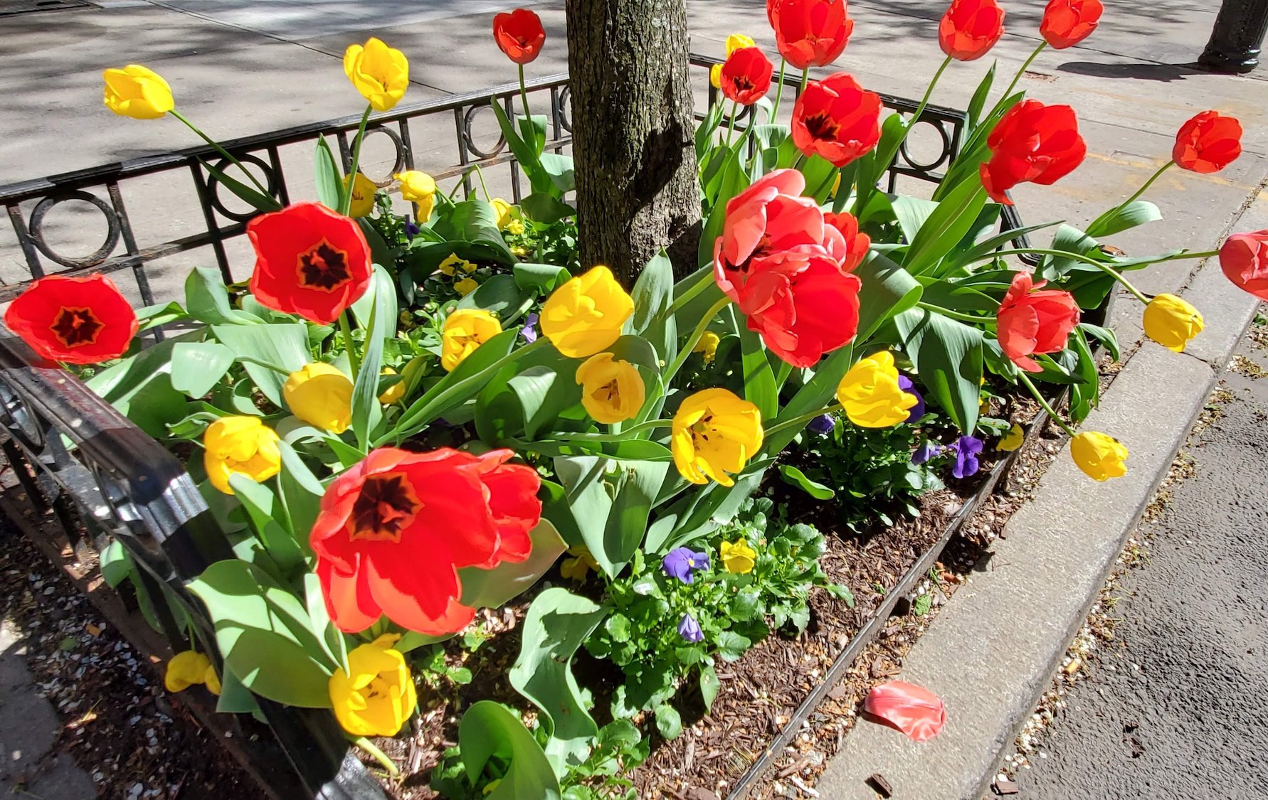 Plants for Our Pollinators  New York State Parks and Historic Sites Blog