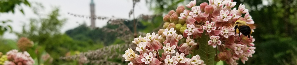 milkweed and bee