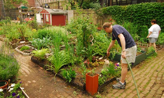 Clinton Community Garden, June 17, 2006. Photo: Malcolm Pinckney.