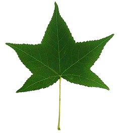 Sweetgum