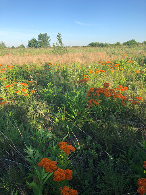 Butterfly weed, a food source for pollinators, grows on White Island, a grassland in Marine Park, Brooklyn.  