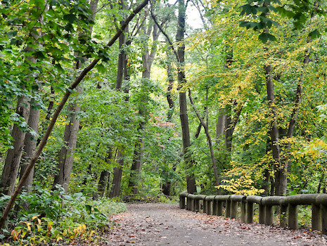 a path leads through a forest