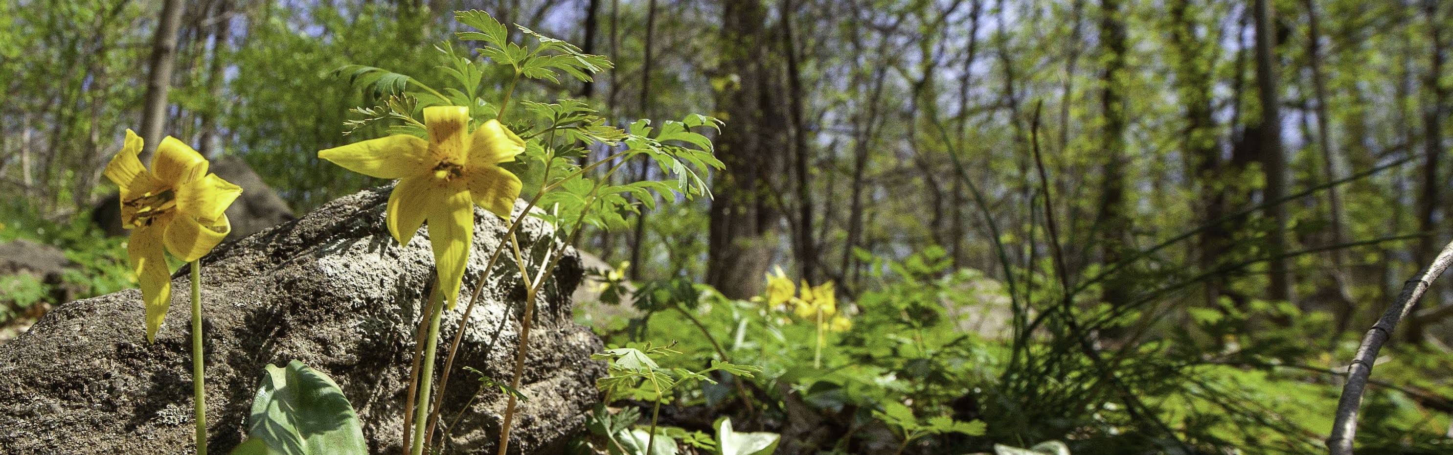 yellow flowers in a forest