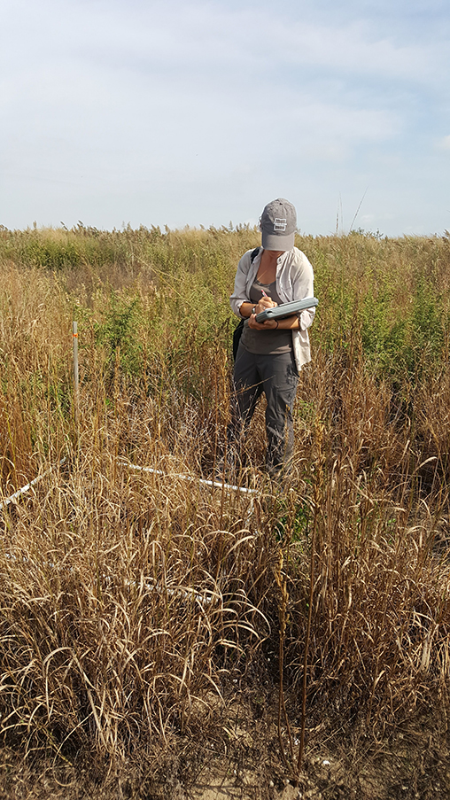 NYC Parks teams up with partners and friends, like the Natural Areas Conservancy, to survey and preserve grasslands across New York City.  