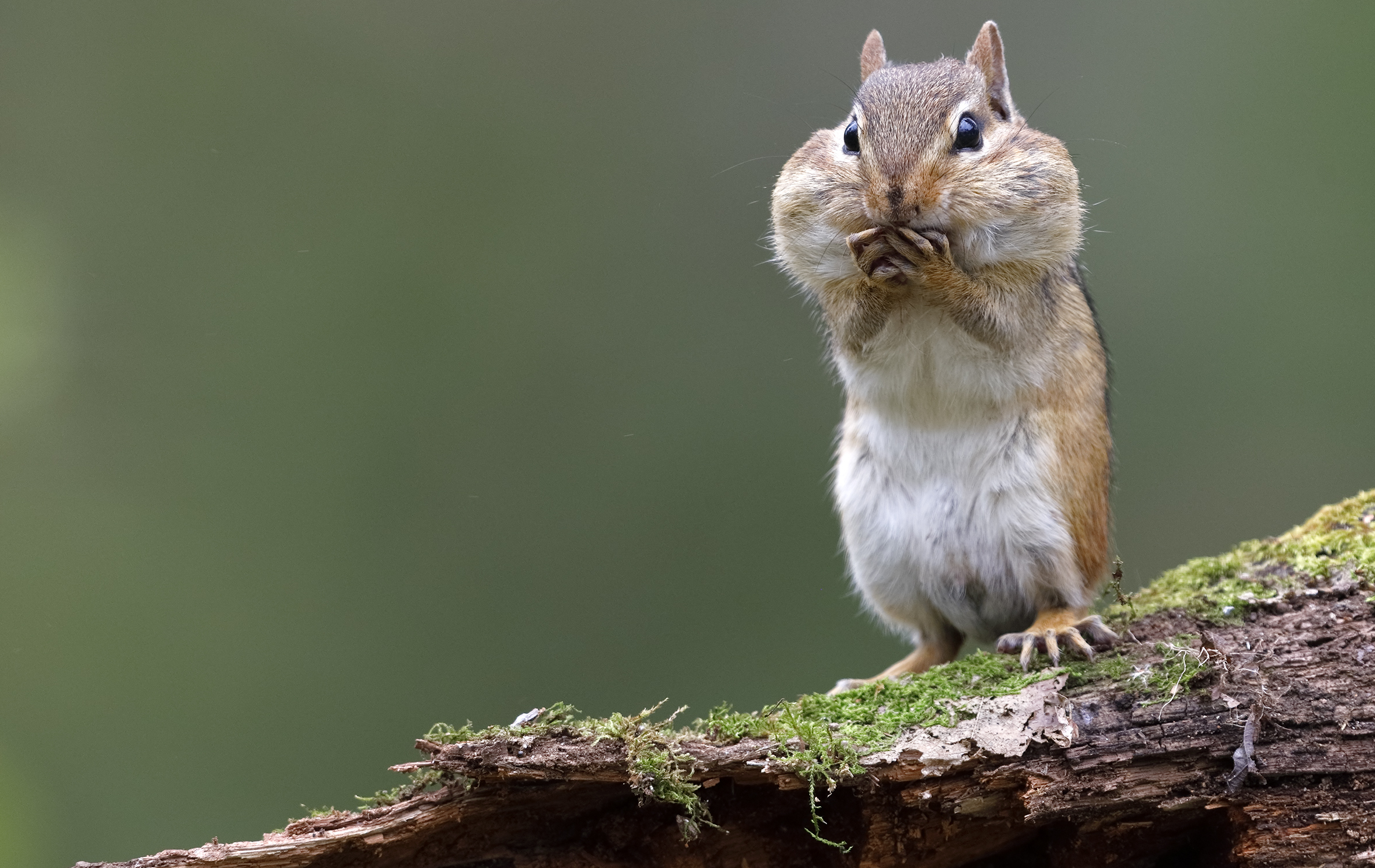 a chipmunk with its cheeks stuffed