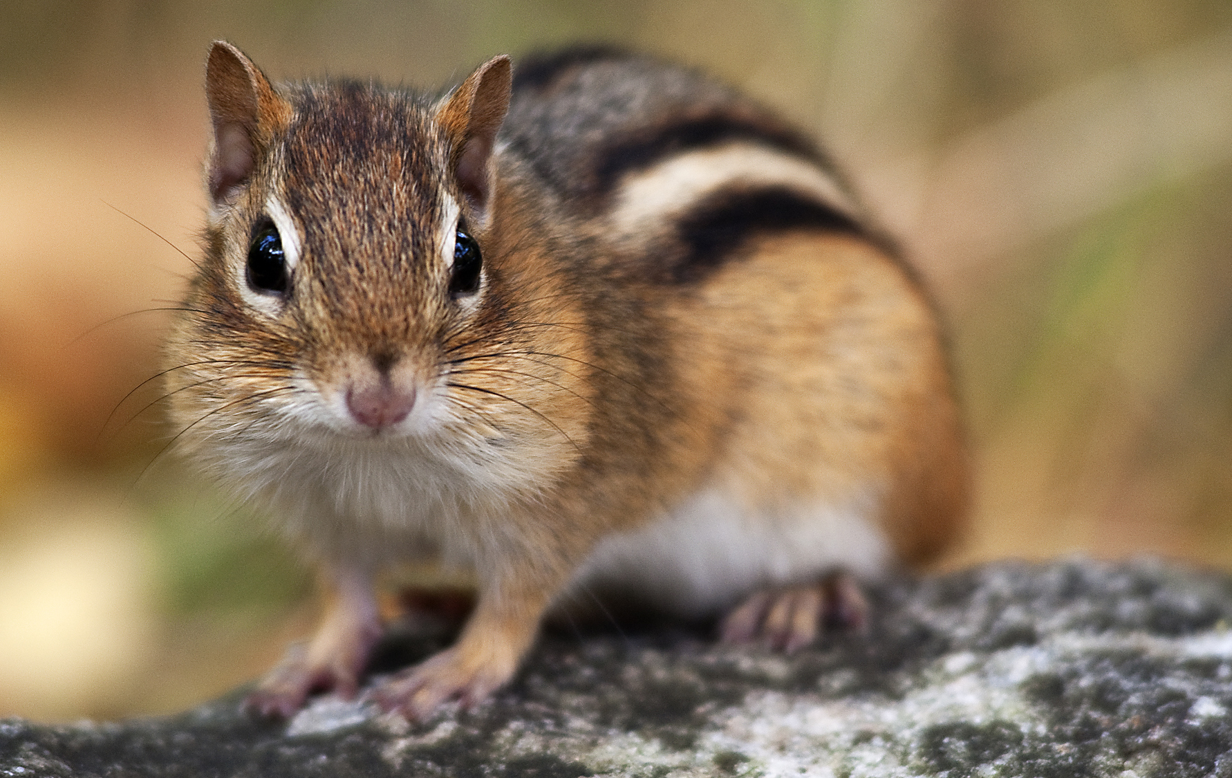 upclose look at a chipmunk on the ground