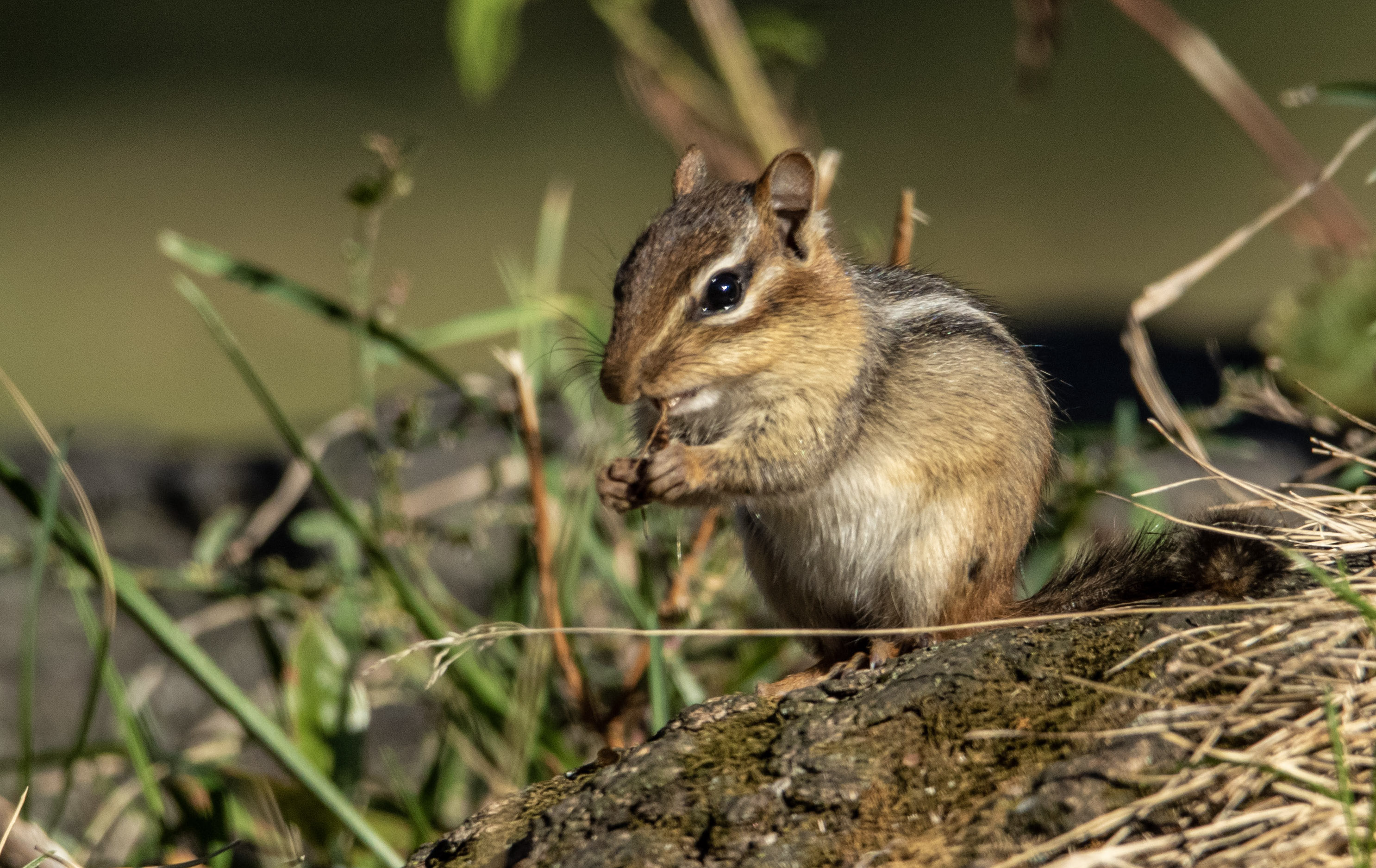 a chipmunk chewing on a plant 