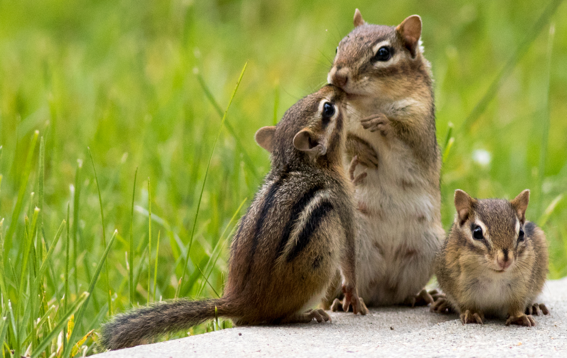 a chipmunk family