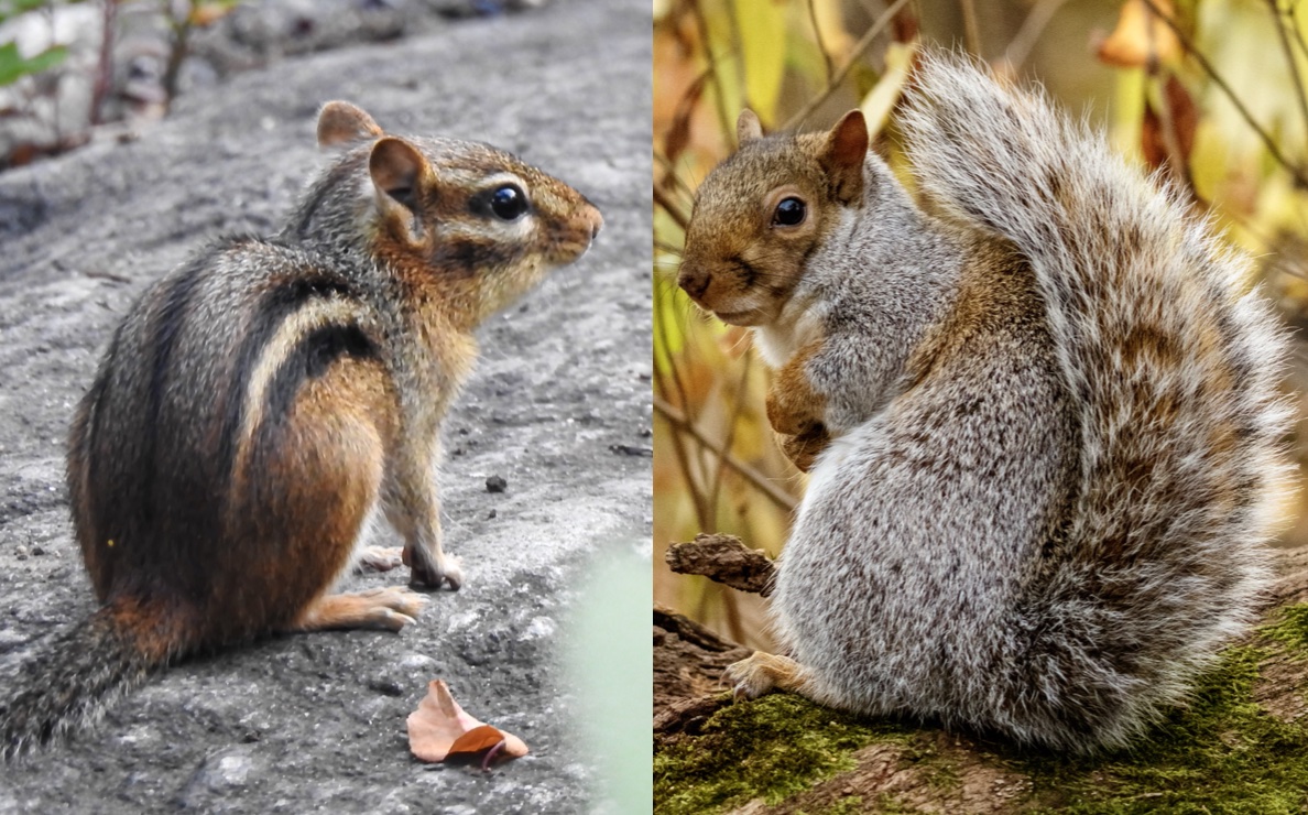 image on the left shows a small chipmunk with black, brown, and white stripes along its back; image on the right shows a gray squirrel with bushy tails